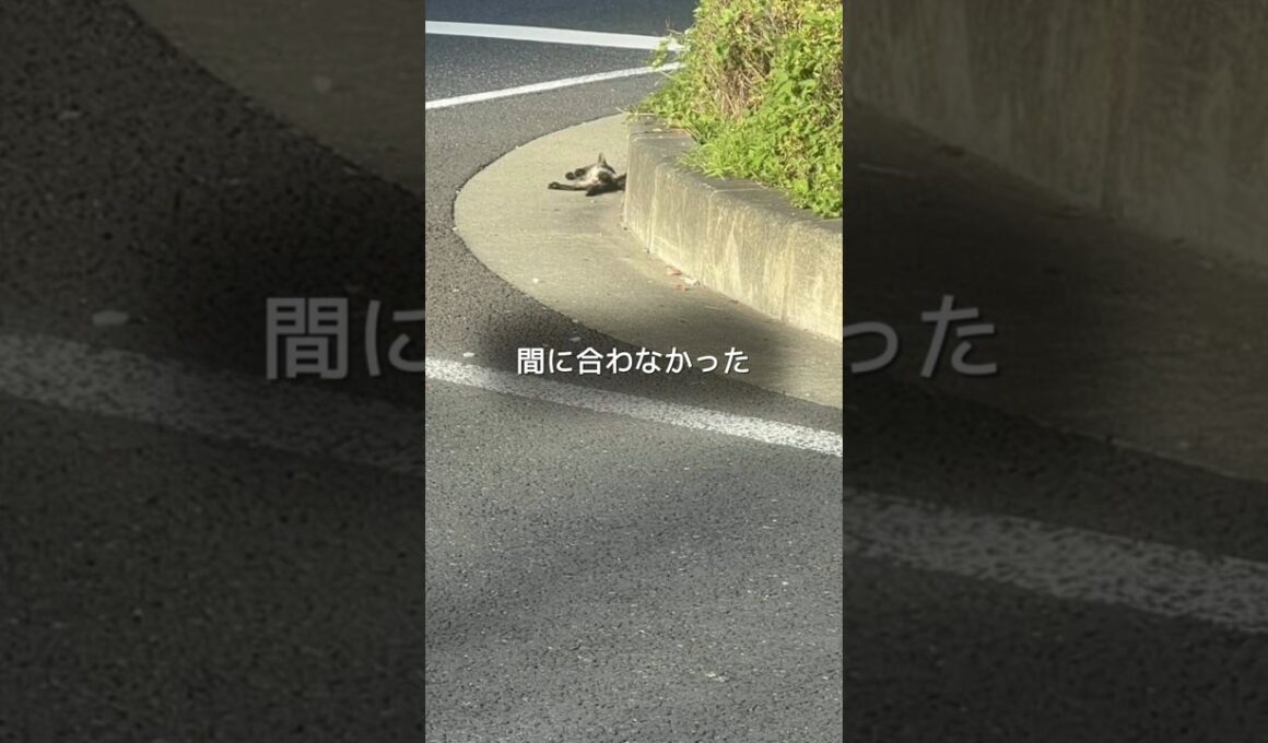 国道で後ろ足を引きずりながら動けなくなった子猫の今  #shorts #保護猫 #子猫