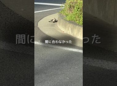 国道で後ろ足を引きずりながら動けなくなった子猫の今  #shorts #保護猫 #子猫