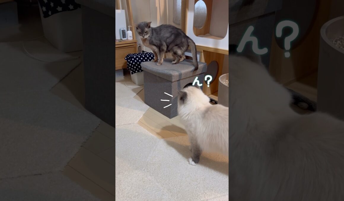 空気を読む猫 #shorts #アビシニアン #サイベリアン #cat