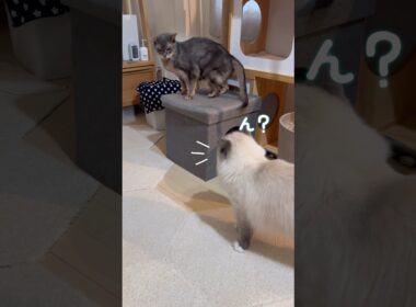 空気を読む猫 #shorts #アビシニアン #サイベリアン #cat