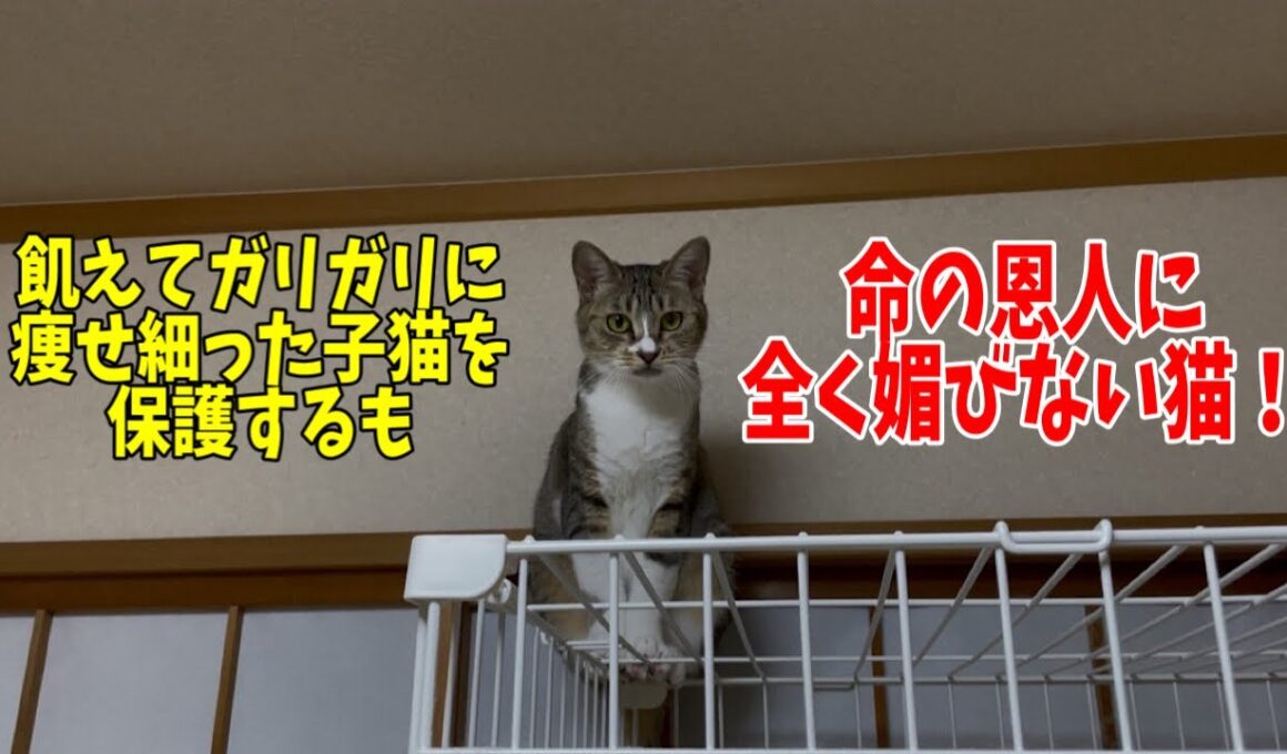 代表軍にゃんに在籍する保護した子達のその後の様子