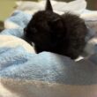 震える子猫が必死に伝えたSOS――生きたい理由があった