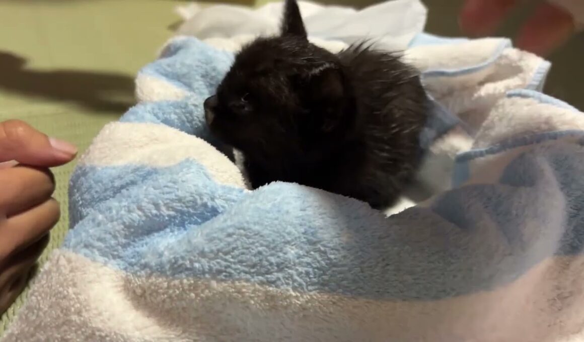 震える子猫が必死に伝えたSOS――生きたい理由があった