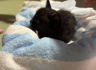 震える子猫が必死に伝えたSOS――生きたい理由があった