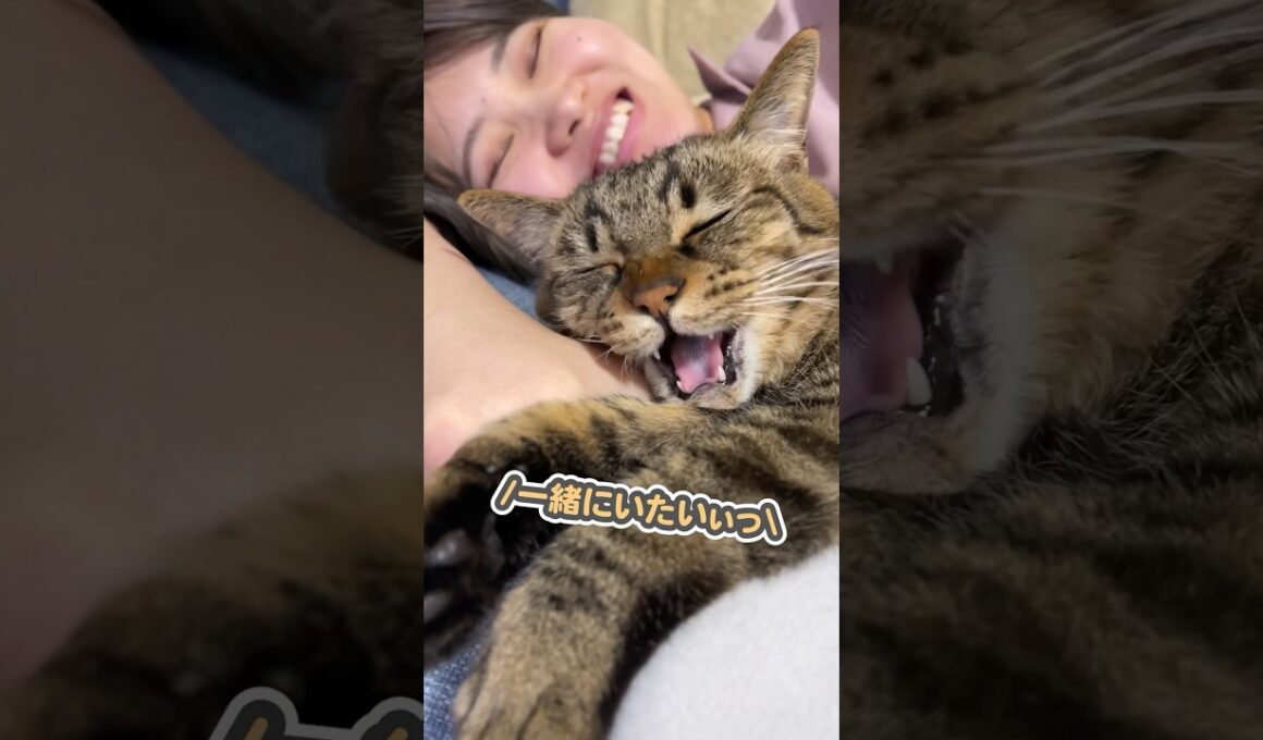 「ずっと一緒にいたいぃっ」と、大好きなママに甘える猫