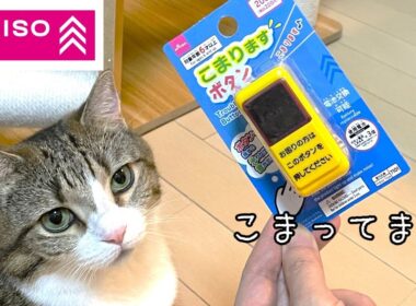 ダイソーの「こまりますボタン」買ってみた