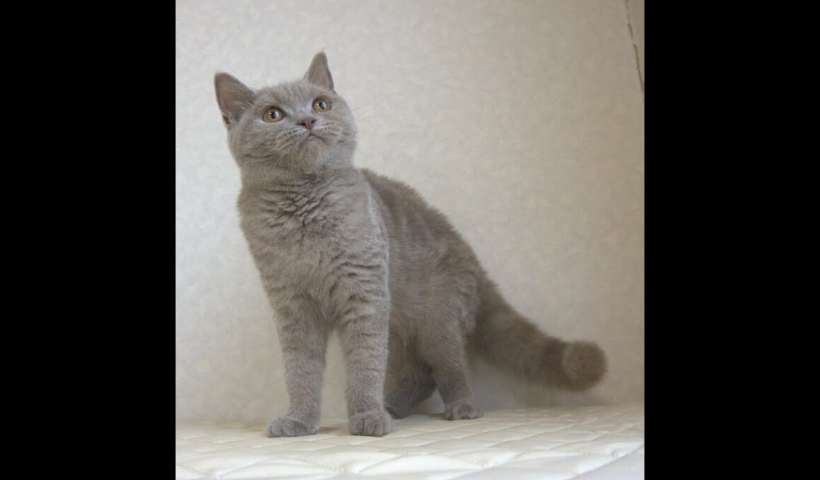ブリティッシュショートヘアー子猫　British Shorthair　2025.4.4産まれ　ライラックタビー　女の子　シーダキャット猫のお店