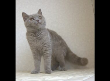 ブリティッシュショートヘアー子猫　British Shorthair　2025.4.4産まれ　ライラックタビー　女の子　シーダキャット猫のお店