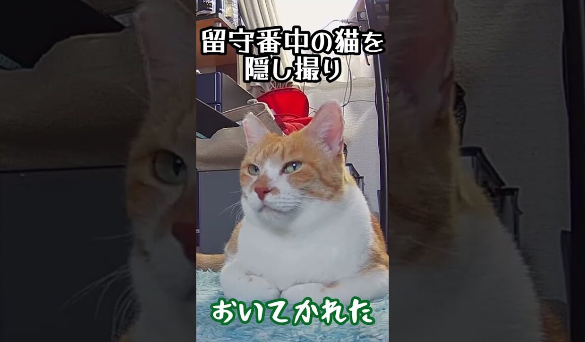 家族がお出かけ！おいてかれた猫を隠し撮り　#shorts