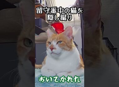 家族がお出かけ！おいてかれた猫を隠し撮り　#shorts