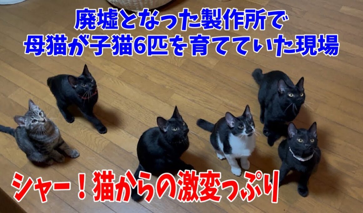 【廃墟にいた子猫6兄妹】ここまで激変するとは驚きです