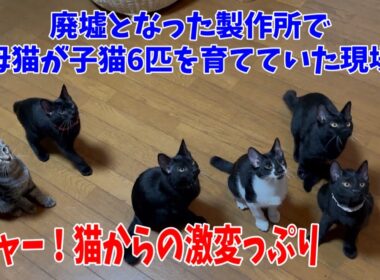 【廃墟にいた子猫6兄妹】ここまで激変するとは驚きです