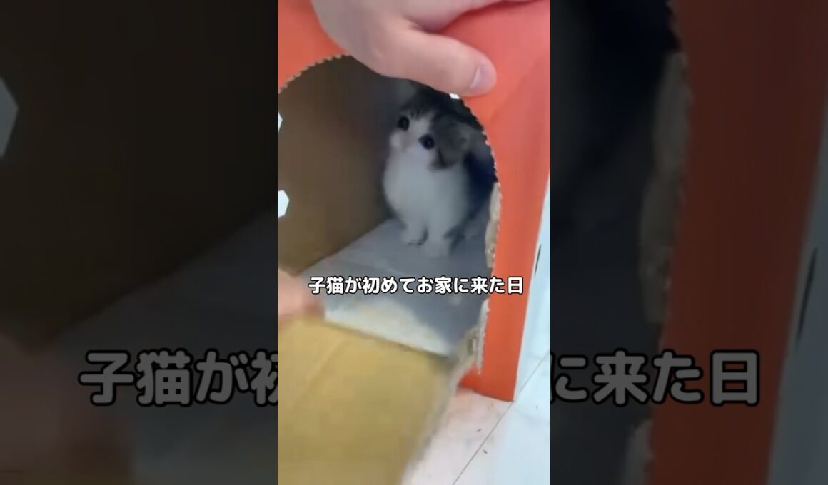 マンチカンの子猫が我が家に初めてやってきた日 #マンチカン #子猫 #猫 #shorts