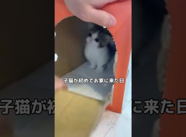 マンチカンの子猫が我が家に初めてやってきた日 #マンチカン #子猫 #猫 #shorts