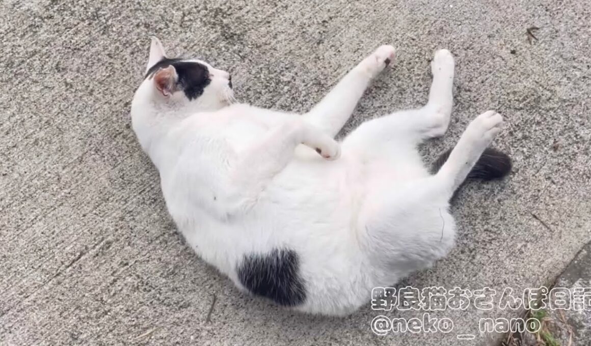 撫でられ待ちの姿が無防備すぎるハチワレ(しろ)