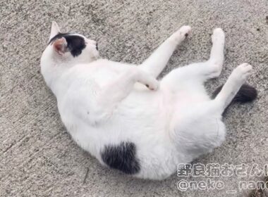 撫でられ待ちの姿が無防備すぎるハチワレ(しろ)