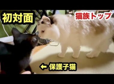【初対面】猫の女王にモジモジする保護子猫