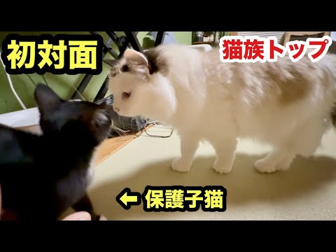 【初対面】猫の女王にモジモジする保護子猫