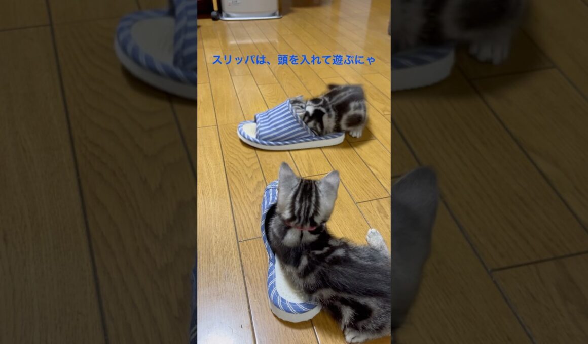 スリッパは、頭を入れて遊ぶおもちゃにゃ！#アメリカンショートヘア#アメショ#子猫#猫の日常#cat#cats