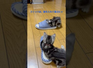 スリッパは、頭を入れて遊ぶおもちゃにゃ！#アメリカンショートヘア#アメショ#子猫#猫の日常#cat#cats