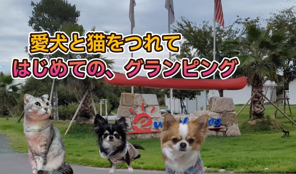 猫とチワワ2匹と行く！琵琶湖グランピング体験｜ペットと泊まれる宿 Everglades Biwako