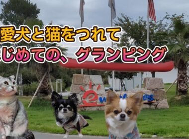 猫とチワワ2匹と行く！琵琶湖グランピング体験｜ペットと泊まれる宿 Everglades Biwako