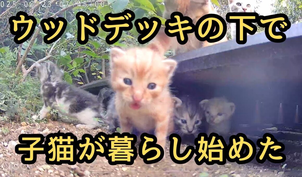 【野良猫の親子】ウッドデッキの下で暮らし始めた子猫が可愛いすぎる