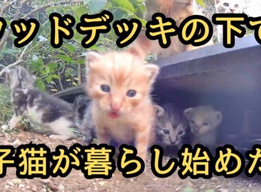【野良猫の親子】ウッドデッキの下で暮らし始めた子猫が可愛いすぎる