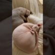 シンクロアンモナイトで眠る猫スルタンとアレクサンドラ【スフィンクス】