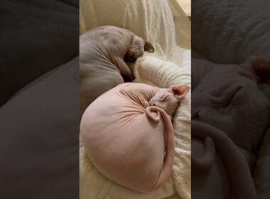 シンクロアンモナイトで眠る猫スルタンとアレクサンドラ【スフィンクス】