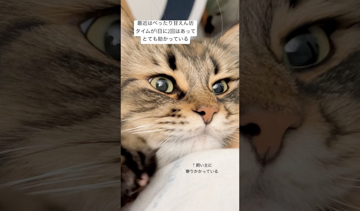甘え甘えさんタイム #猫 #サイベリアン #ヤマネコ