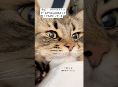 甘え甘えさんタイム #猫 #サイベリアン #ヤマネコ