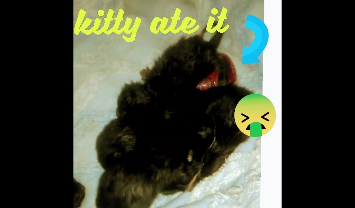 Havana brown eats afterbirth 😮