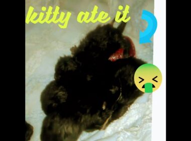 Havana brown eats afterbirth 😮