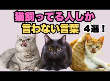 猫飼いさん共感！ついつい猫に言ってしまう言葉4選！