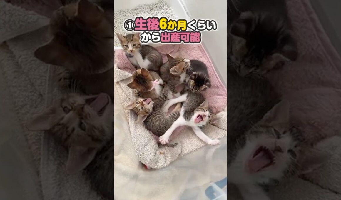 子猫も6か月くらい経つと出産できるって知ってますか？