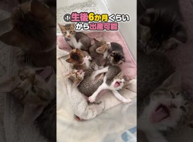 子猫も6か月くらい経つと出産できるって知ってますか？