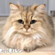 猫の顔の変化に気付きますか？ 【サイベリアン】