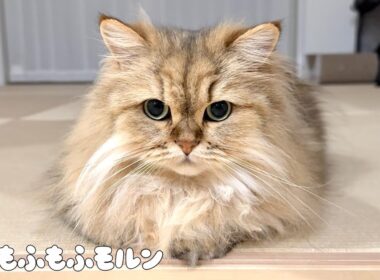 猫の顔の変化に気付きますか？ 【サイベリアン】