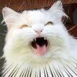だれか助けて警察呼んでぇぇぇぇぇぇぇ！！！！！！！【関西弁でしゃべる猫】【猫アテレコ】