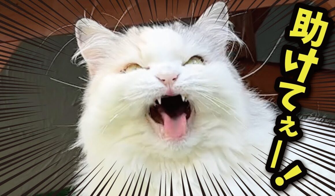 だれか助けて警察呼んでぇぇぇぇぇぇぇ！！！！！！！【関西弁でしゃべる猫】【猫アテレコ】