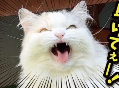 だれか助けて警察呼んでぇぇぇぇぇぇぇ！！！！！！！【関西弁でしゃべる猫】【猫アテレコ】