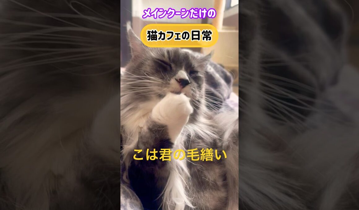メインクーンだけの【猫カフェの日常】#cat #cooncat #mainecoon #もふもふ