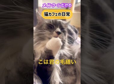 メインクーンだけの【猫カフェの日常】#cat #cooncat #mainecoon #もふもふ