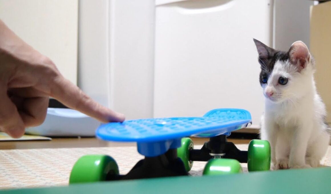 子猫にスケボーを教えてみたところ…【赤ちゃん猫　保護猫】