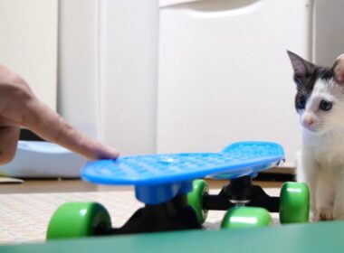 子猫にスケボーを教えてみたところ…【赤ちゃん猫　保護猫】