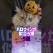 ハロウィンが似合う猫5選🎃👻茶トラ•デボンレックス•ペルシャ•スフィンクス•黒ネコ🦇