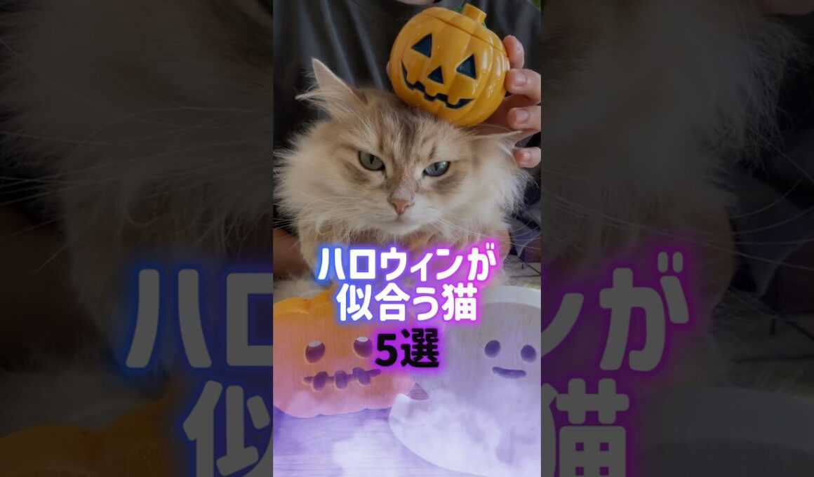 ハロウィンが似合う猫5選🎃👻茶トラ•デボンレックス•ペルシャ•スフィンクス•黒ネコ🦇
