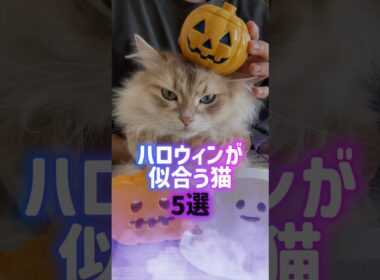 ハロウィンが似合う猫5選🎃👻茶トラ•デボンレックス•ペルシャ•スフィンクス•黒ネコ🦇