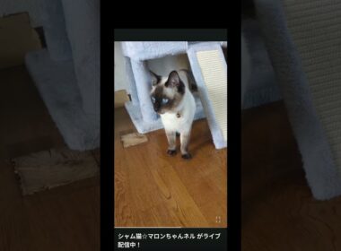 幻のテスト配信🐈️ シャム猫☆マロンちゃん #シャム猫 #しゃむねこ #cat #catshorts #ねこのいる生活 #ねこのいる暮らし
